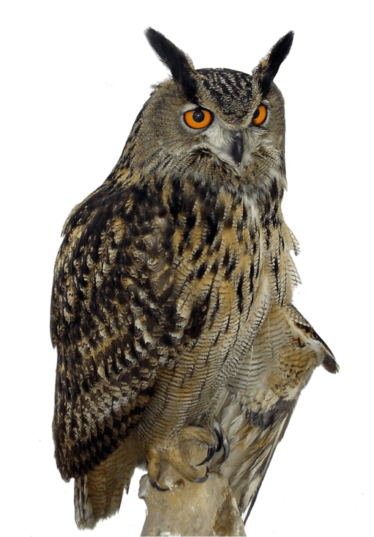 Owl Right transparent PNG - StickPNG