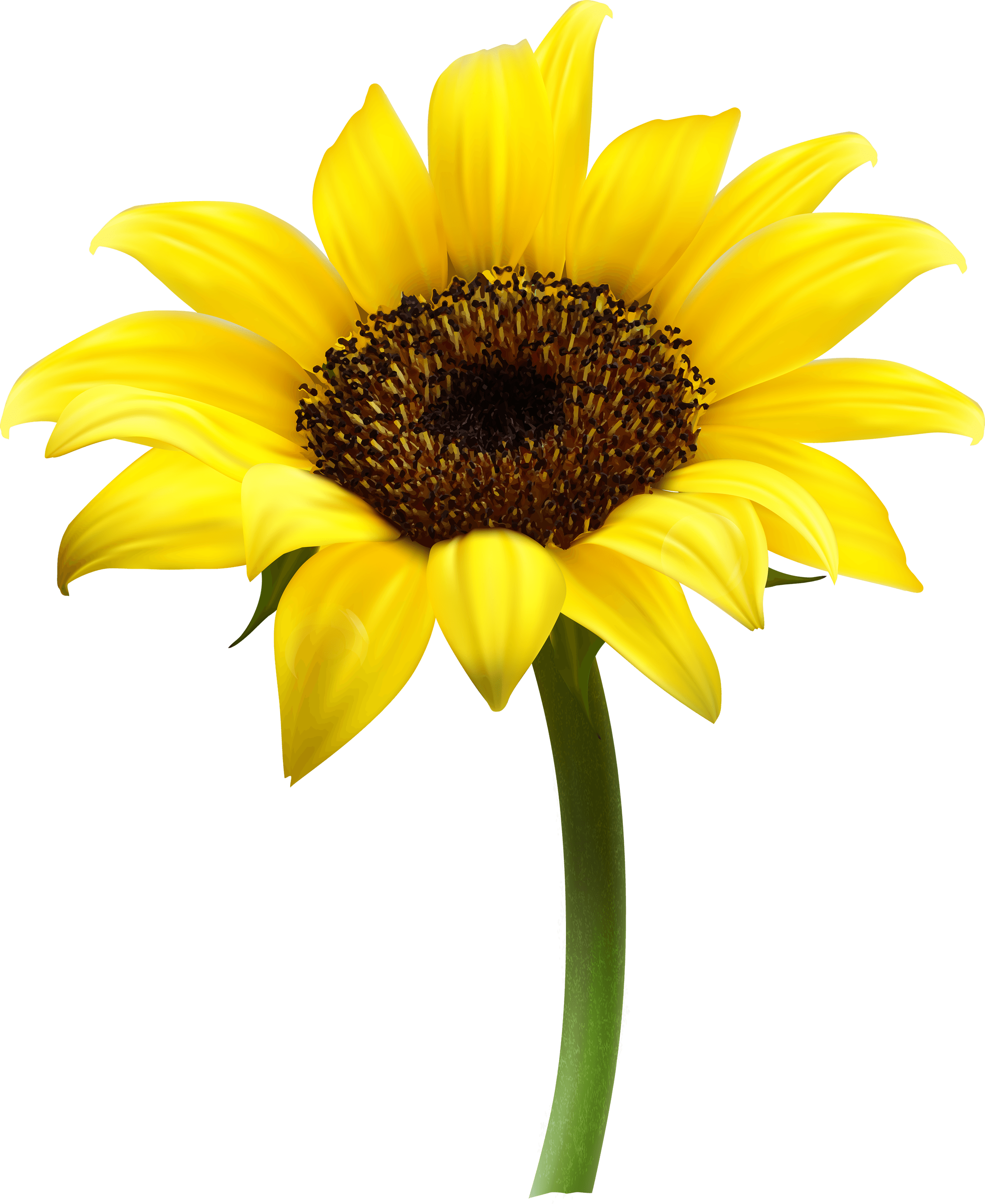 Sunflower Single transparent PNG - StickPNG