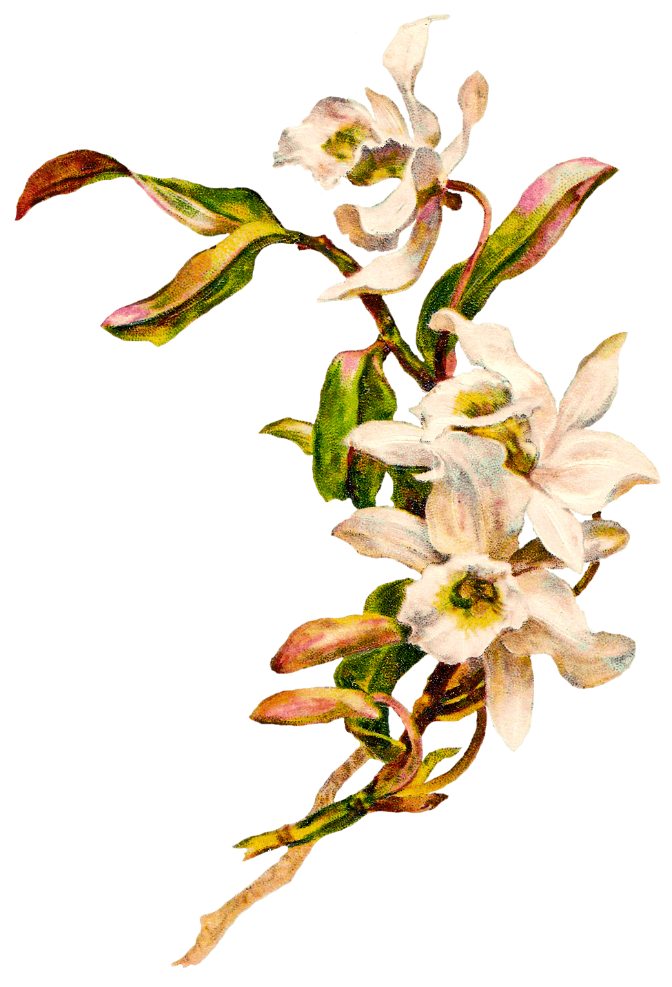 Flowers Bouquet transparent PNG - StickPNG