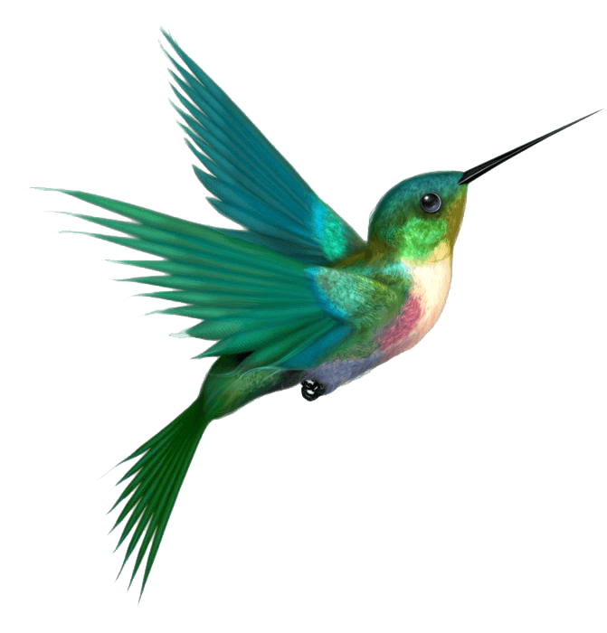 Résultat de recherche d'images pour "image de colibri"