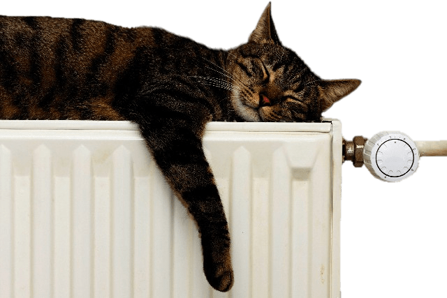 Résultat de recherche d'images pour "chat sur radiateur"