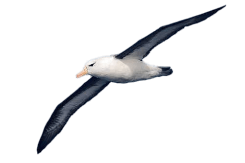 Resultado de imagen para albatross png