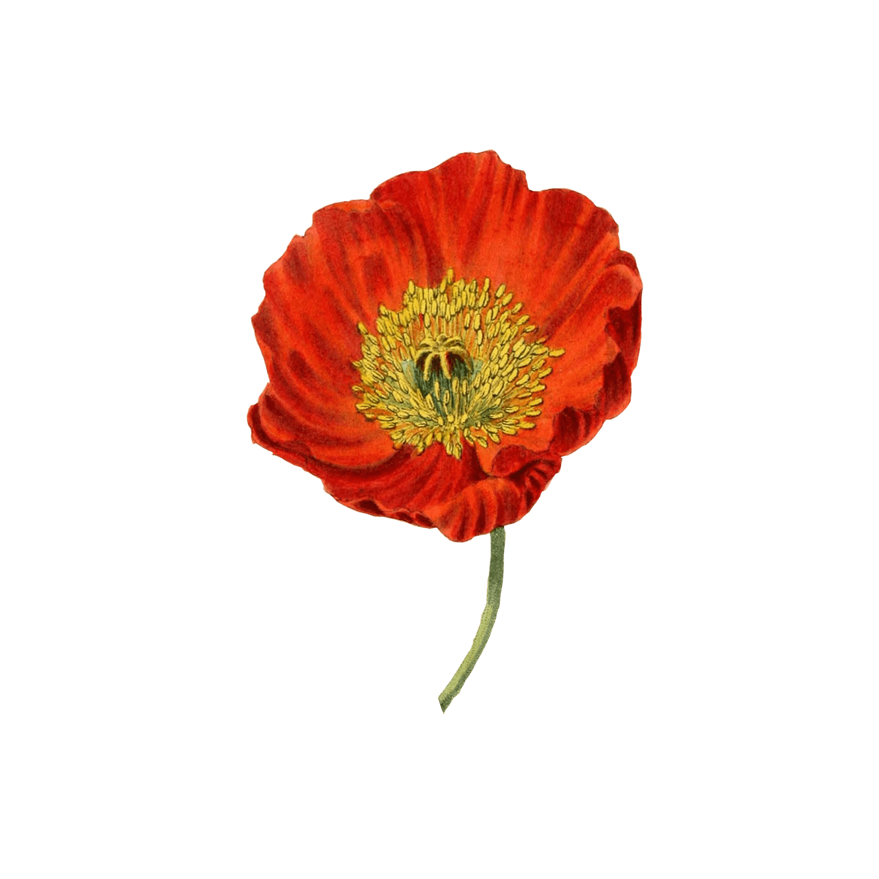 Red Poppy transparent PNG - StickPNG